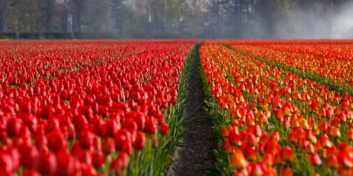Netherlands
